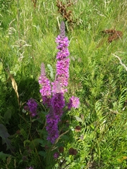 Lythrum salicaria