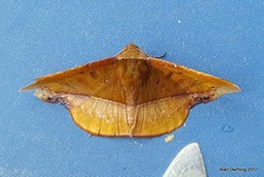 Fascellina clausaria