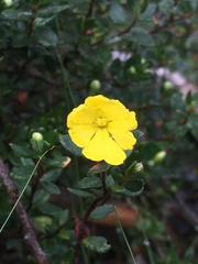 Hibbertia appressa
