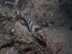 Helotes octolineatus