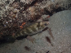 Helotes octolineatus