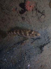 Helotes octolineatus