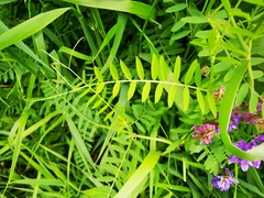 Vicia cracca