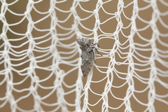 Microcentrus perditus