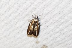 Acleris variana