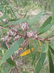 Hakea salicifolia