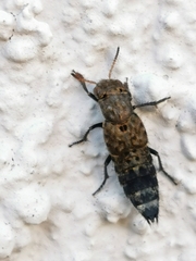 Ontholestes tessellatus