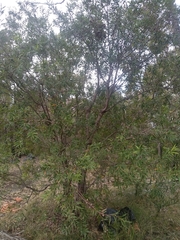 Hakea salicifolia