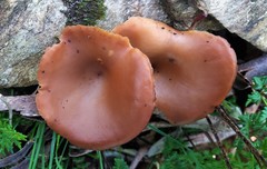 Singerocybe clitocyboides