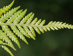 Rumohra adiantiformis