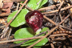 Corybas recurvus
