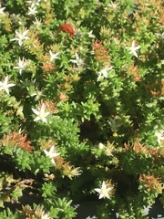 Crassulaceae