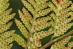 Rumohra adiantiformis