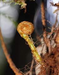 Rumohra adiantiformis