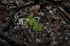 Lophocolea semiteres