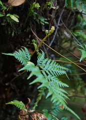 Rumohra adiantiformis