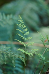 Rumohra adiantiformis