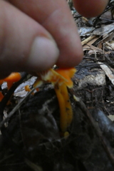 Basidiomycota