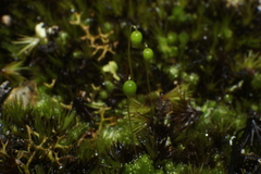 Bryum coronatum
