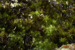 Bryum coronatum