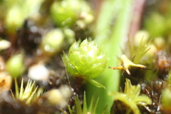 Bryum coronatum
