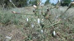 Brephulopsis cylindrica