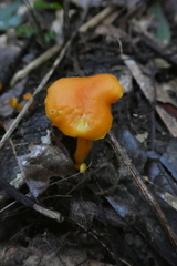 Basidiomycota