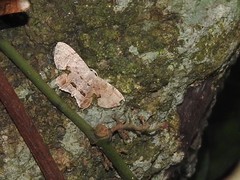 Dysaethria fulvihamata