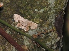 Dysaethria fulvihamata