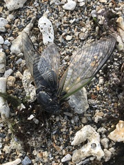 Cryptotympana facialis