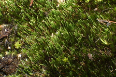 Eccremidium pulchellum