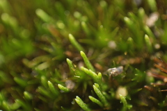 Eccremidium pulchellum