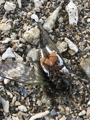 Cryptotympana facialis