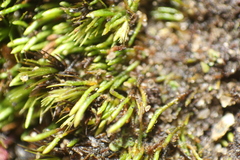 Eccremidium pulchellum