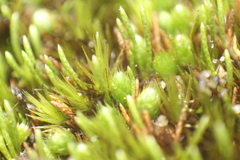 Eccremidium pulchellum