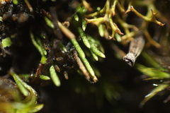 Eccremidium pulchellum