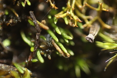 Eccremidium pulchellum