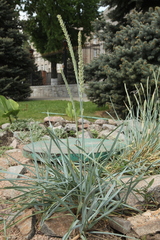Elymus magellanicus