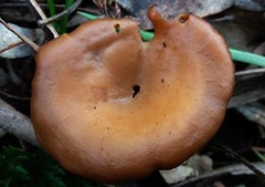 Singerocybe clitocyboides