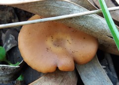Singerocybe clitocyboides