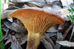 Singerocybe clitocyboides