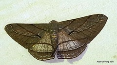 Dalima patularia