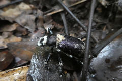Fungi
