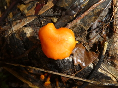 Basidiomycota