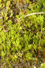 Eccremidium pulchellum