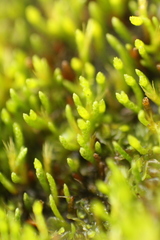 Eccremidium pulchellum