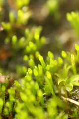 Eccremidium pulchellum