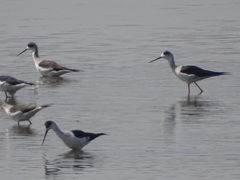 Himantopus himantopus