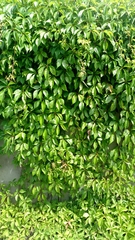 Parthenocissus quinquefolia