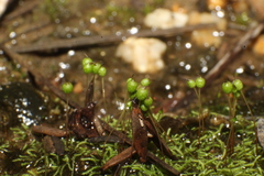 Philonotis australiensis